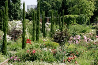 Orleans_roseraie jardin des plantes